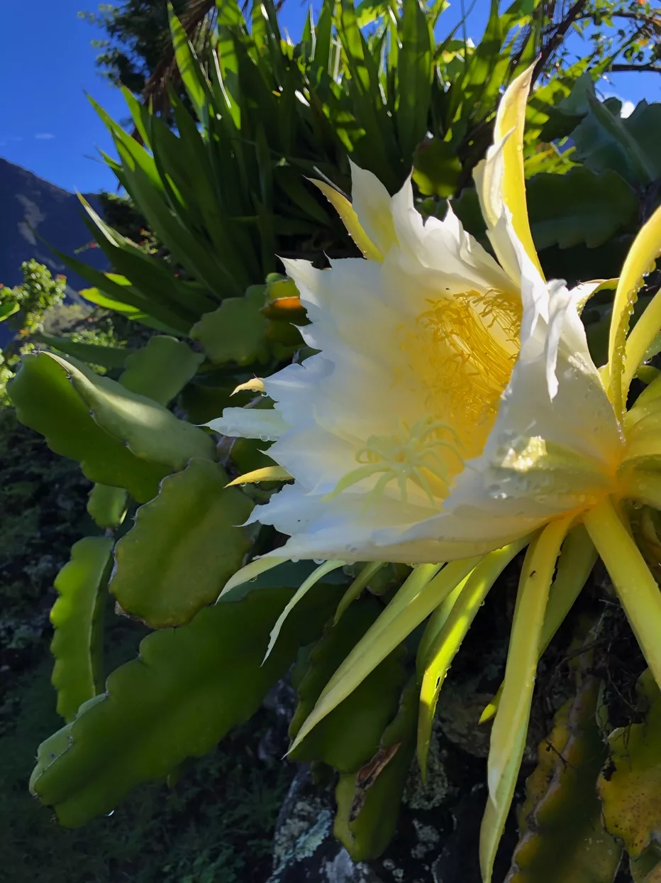 Randonnée du Tour du Bronchard à Mafate | La Réunion