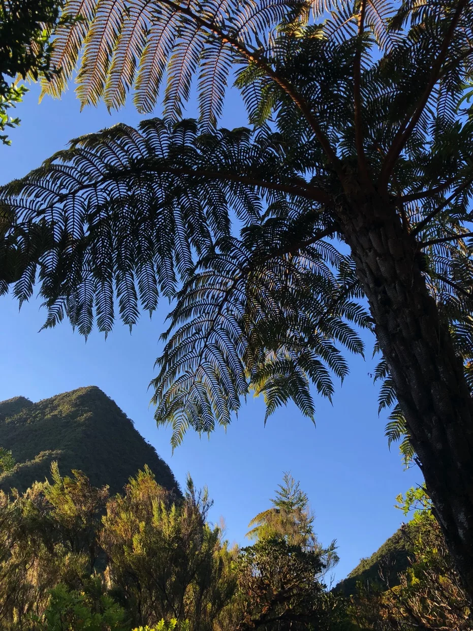 Randonnée au Bassin des Hirondelles | La Réunion