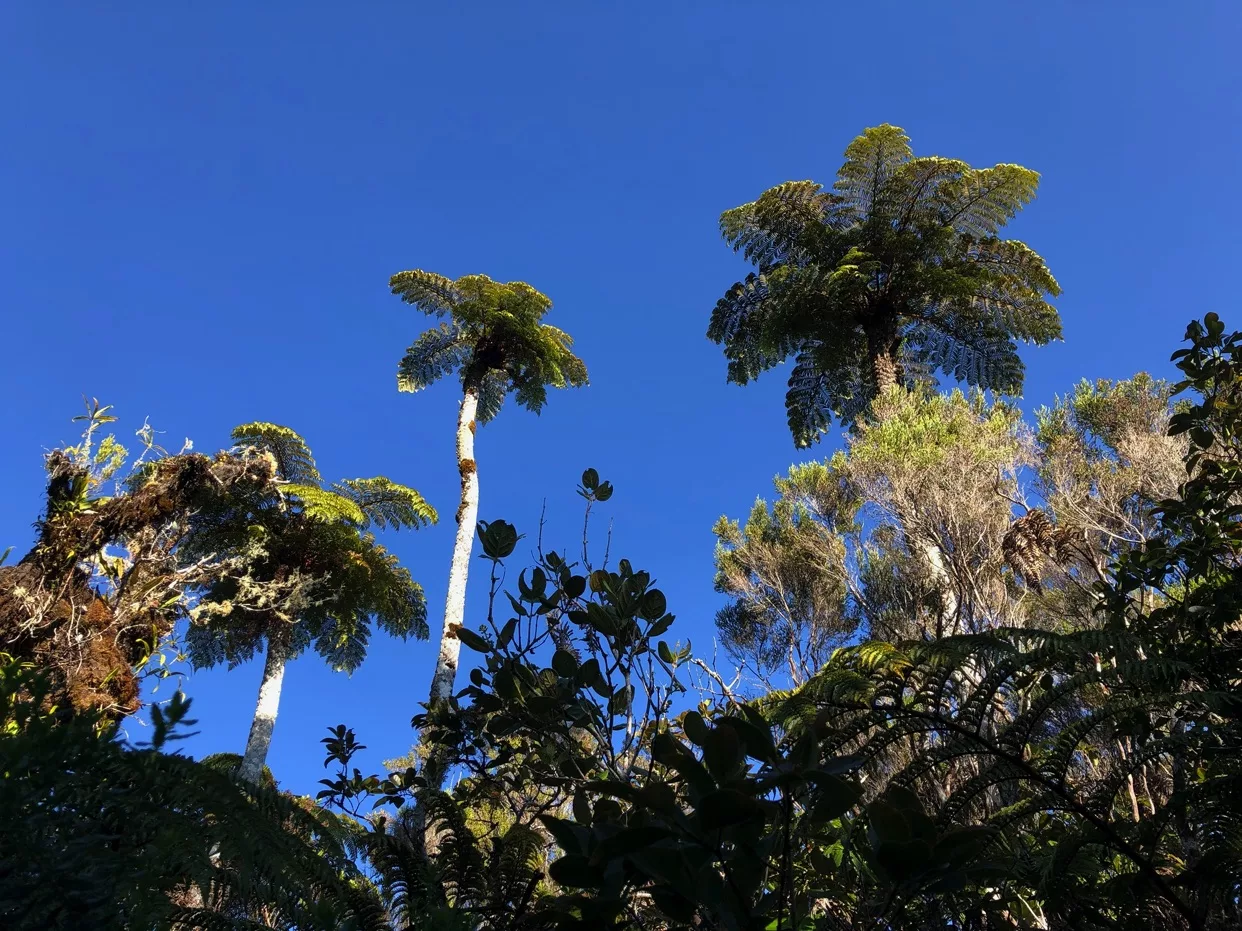 Randonnée au Bassin des Hirondelles | La Réunion