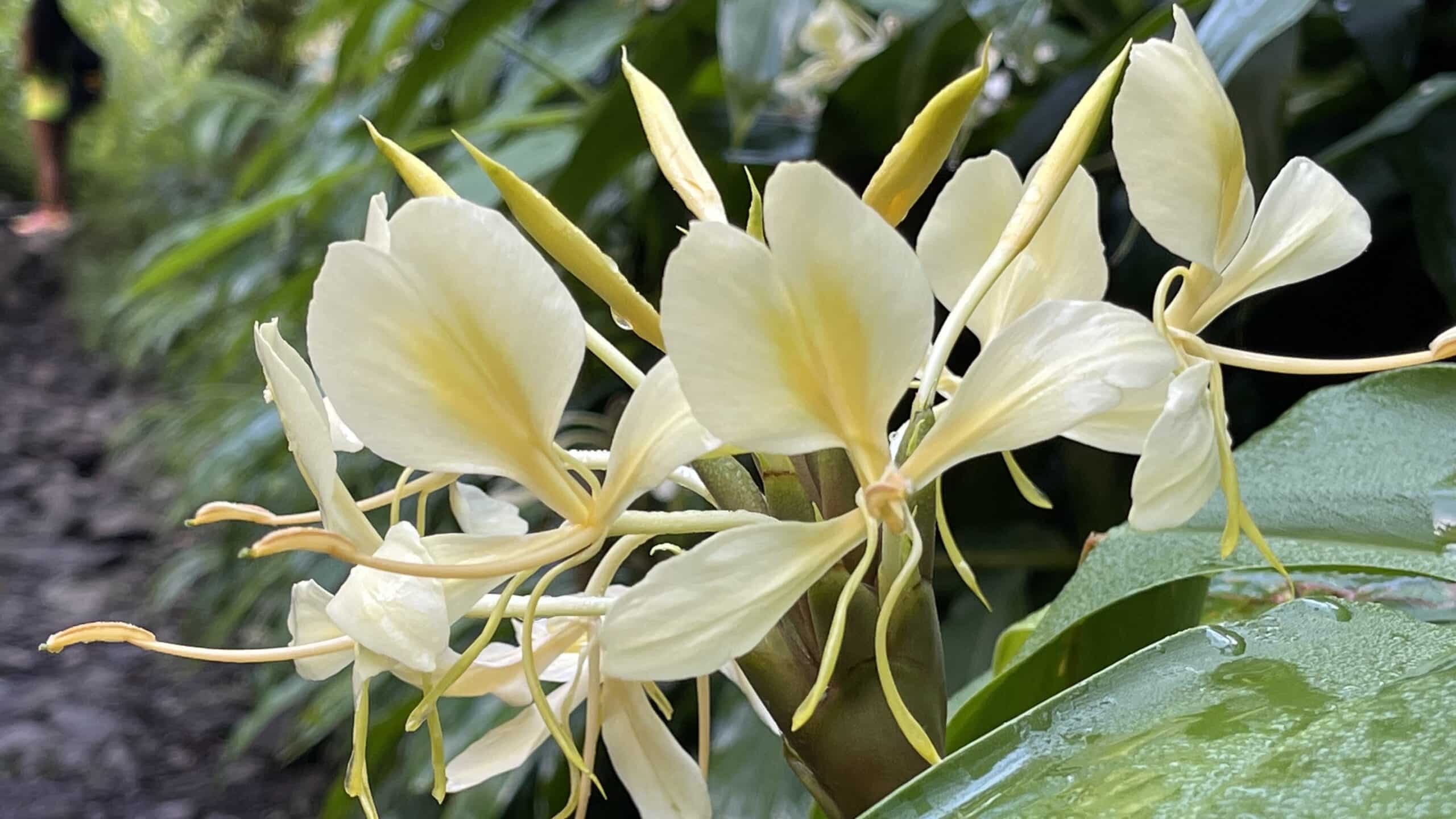 Randonnée aux Bassins et Cascades de Cap Blanc | Rivière Langevin | île de La Réunion | Randonnée de La Réunion Le Monde de Chloé
