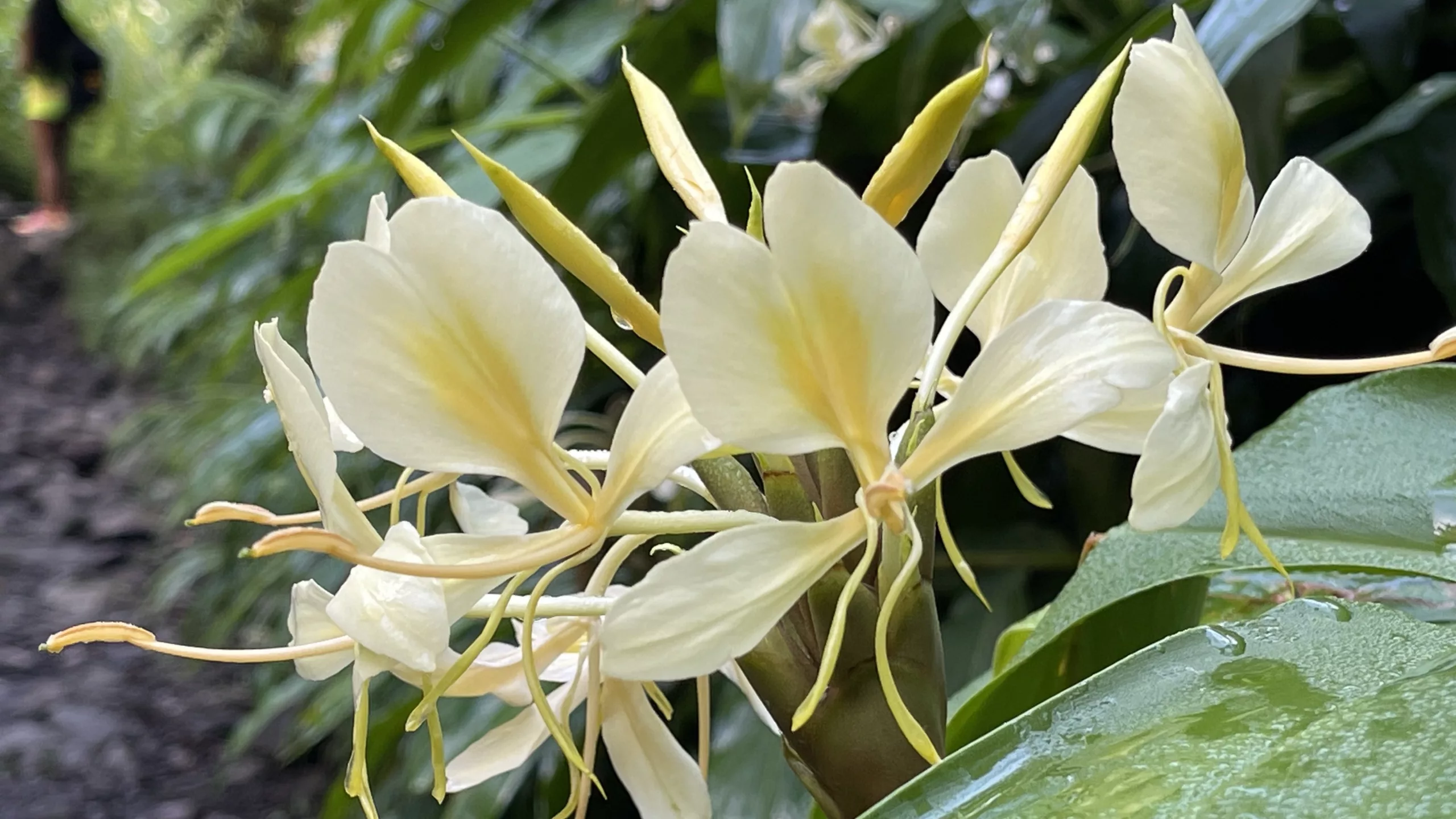 Randonnée aux Bassins et Cascades de Cap Blanc | Rivière Langevin | île de La Réunion | Randonnée de La Réunion  Le Monde de Chloé