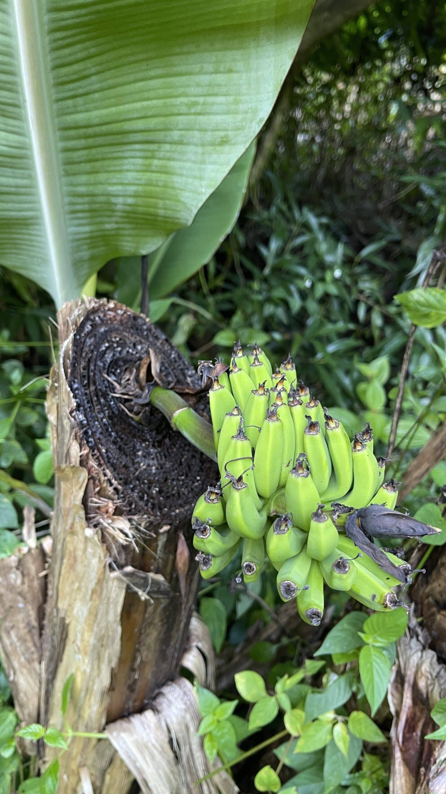 Tunnel de Lave Caverne Gendarme | Tunnel de lave Réunion | Randonnée Tunnel de lave La Réunion | Le Monde de Chloé