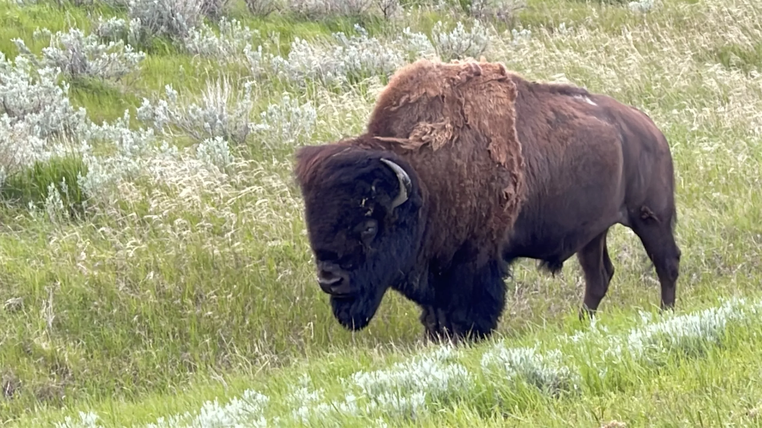 Parc National des Parairies | Grasslands | Bison | Saskatchewan | Canada | Trans Canada | Le Monde de Chloé | Randonnée | Voyage Aventure