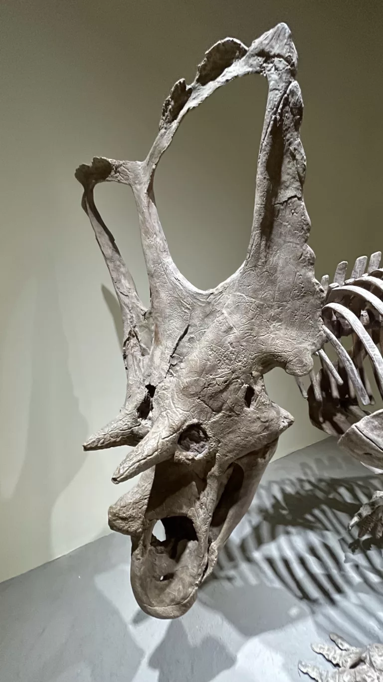 fossiles de dinosaures