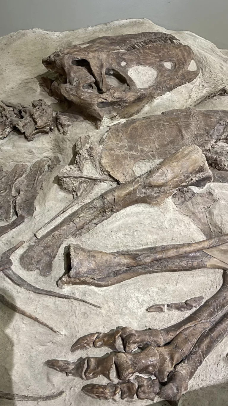 formation dinosaur