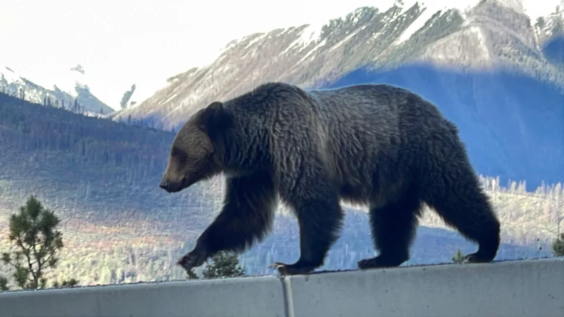 Parc National de Kootenay | Colombie-Britannique | Canada | Le Monde de Chloé | Randonnées et Voyages Aventures